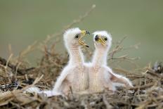 Two Steppe Eagle (Aquila Nipalensis) Chicks in their Nest. Cherniye Zemli Nr, Kalmykia, Russia-Shpilenok-Photographic Print