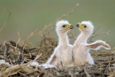 Steppe Eagle (Aquila Nipalensis) Chicks, Cherniye Zemli Nature Reserve, Kalmykia, Russia, May-Shpilenok-Framed Photographic Print