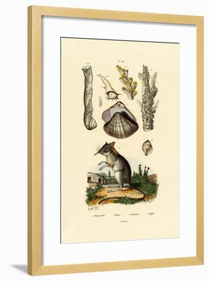 Shrew, 1833-39-null-Framed Giclee Print