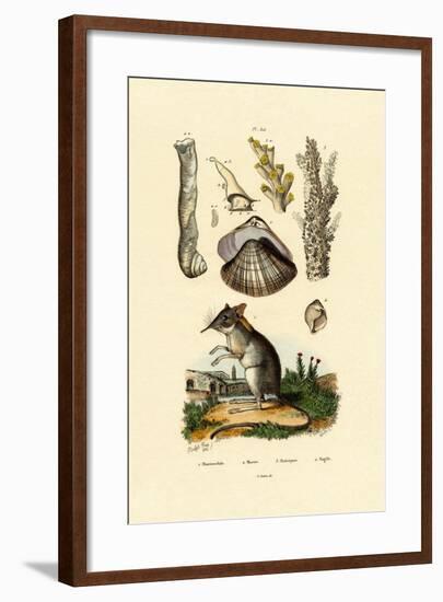 Shrew, 1833-39-null-Framed Giclee Print