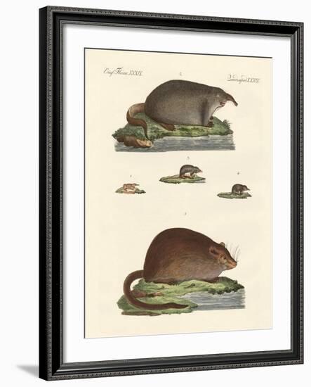 Shrew Mice and Musk Mices-null-Framed Giclee Print