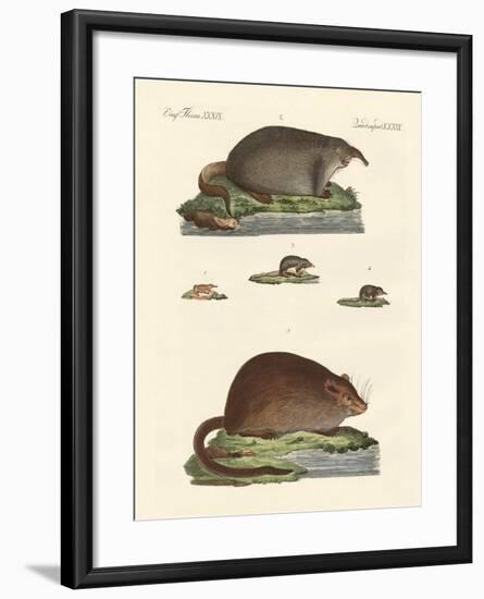 Shrew Mice and Musk Mices-null-Framed Giclee Print