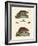 Shrew Mice and Musk Mices-null-Framed Giclee Print