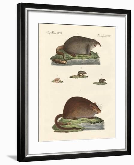 Shrew Mice and Musk Mices-null-Framed Giclee Print