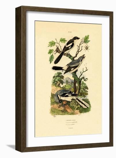 Shrikes, 1833-39-null-Framed Giclee Print