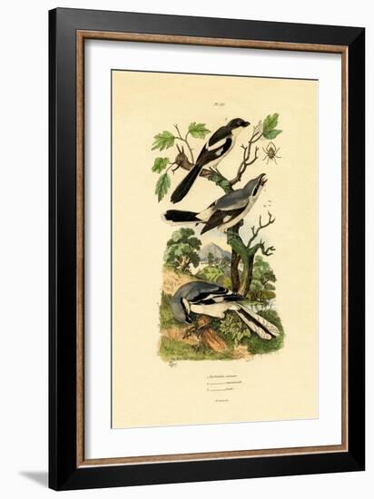 Shrikes, 1833-39-null-Framed Giclee Print