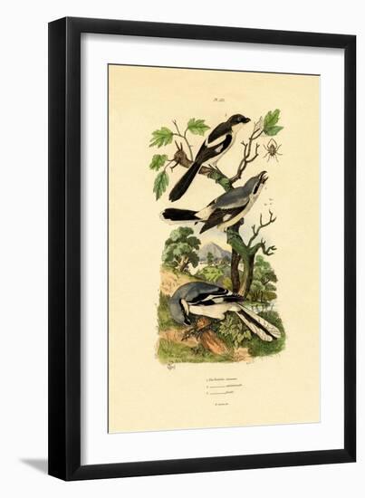 Shrikes, 1833-39-null-Framed Giclee Print