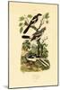 Shrikes, 1833-39-null-Mounted Giclee Print