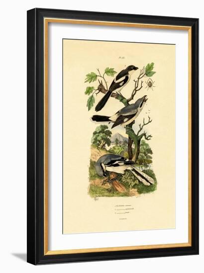 Shrikes, 1833-39-null-Framed Giclee Print