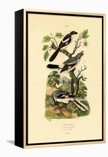 Shrikes, 1833-39-null-Framed Premier Image Canvas