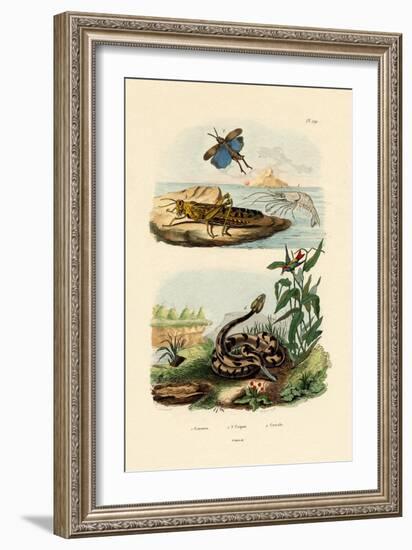 Shrimp, 1833-39-null-Framed Premium Giclee Print