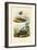 Shrimp, 1833-39-null-Framed Premium Giclee Print