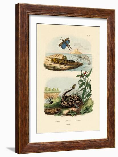 Shrimp, 1833-39-null-Framed Giclee Print