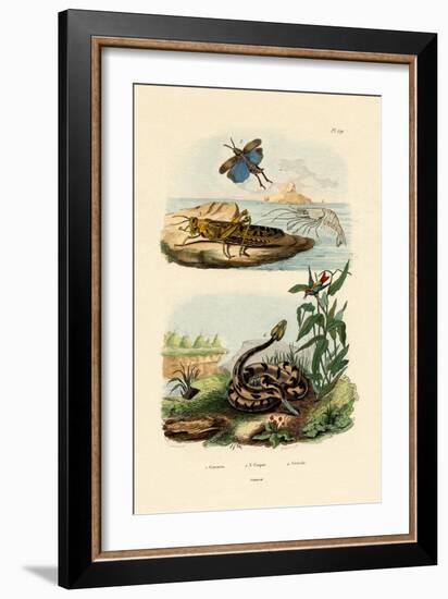 Shrimp, 1833-39-null-Framed Giclee Print