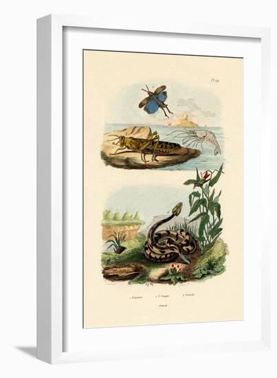 Shrimp, 1833-39-null-Framed Giclee Print