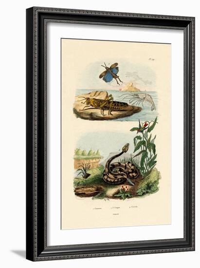 Shrimp, 1833-39-null-Framed Giclee Print