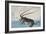 Shrimp and Lobster-Ando Hiroshige-Framed Giclee Print