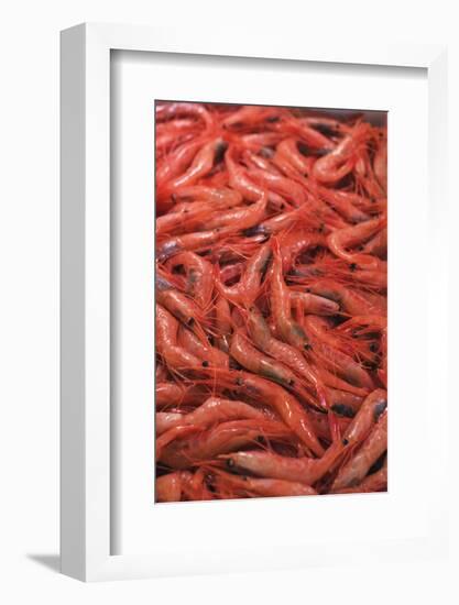 Shrimp at Tsukiji Fish Market, Tokyo, Honshu Island, Japan, Asia-Christian Kober-Framed Photographic Print