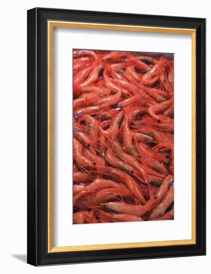 Shrimp at Tsukiji Fish Market, Tokyo, Honshu Island, Japan, Asia-Christian Kober-Framed Photographic Print