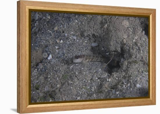 Shrimp Goby Stands Guard at the Entrance of its Hole, Fiji-Stocktrek Images-Framed Premier Image Canvas