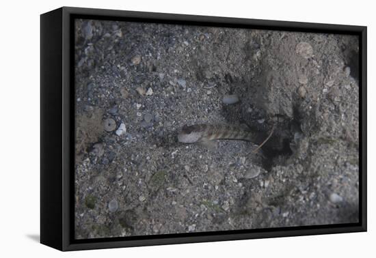 Shrimp Goby Stands Guard at the Entrance of its Hole, Fiji-Stocktrek Images-Framed Premier Image Canvas