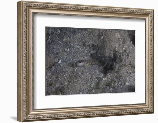 Shrimp Goby Stands Guard at the Entrance of its Hole, Fiji-Stocktrek Images-Framed Photographic Print