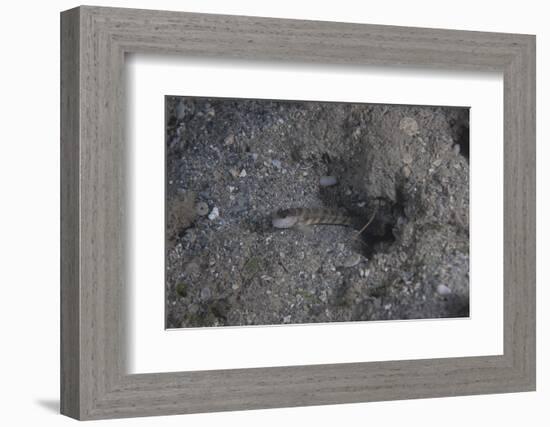 Shrimp Goby Stands Guard at the Entrance of its Hole, Fiji-Stocktrek Images-Framed Photographic Print