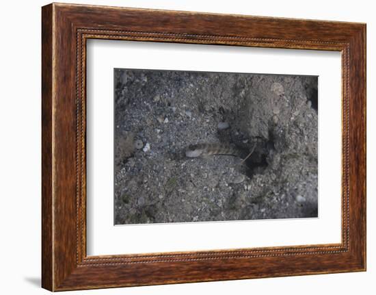 Shrimp Goby Stands Guard at the Entrance of its Hole, Fiji-Stocktrek Images-Framed Photographic Print