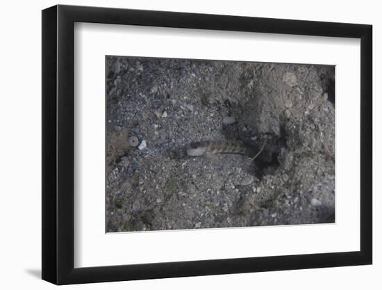 Shrimp Goby Stands Guard at the Entrance of its Hole, Fiji-Stocktrek Images-Framed Photographic Print