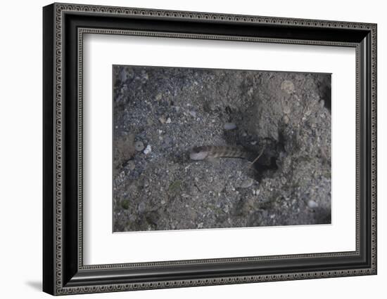 Shrimp Goby Stands Guard at the Entrance of its Hole, Fiji-Stocktrek Images-Framed Photographic Print