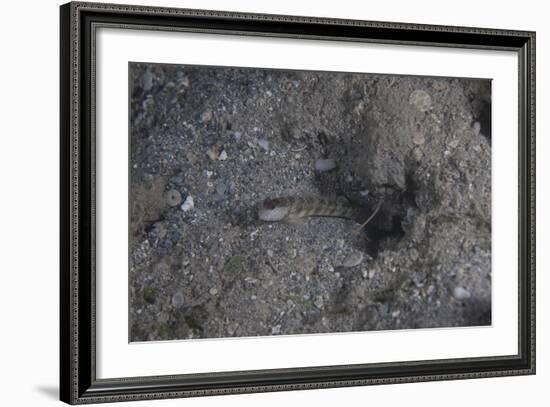 Shrimp Goby Stands Guard at the Entrance of its Hole, Fiji-Stocktrek Images-Framed Photographic Print