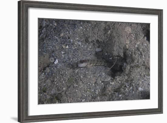 Shrimp Goby Stands Guard at the Entrance of its Hole, Fiji-Stocktrek Images-Framed Photographic Print