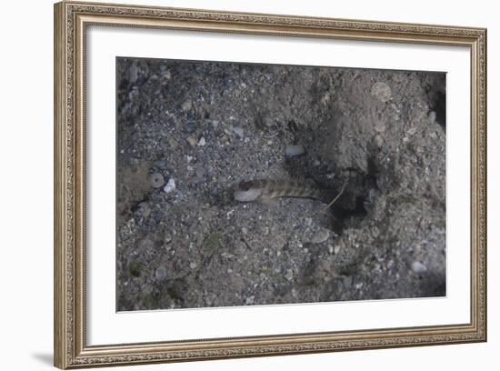 Shrimp Goby Stands Guard at the Entrance of its Hole, Fiji-Stocktrek Images-Framed Photographic Print