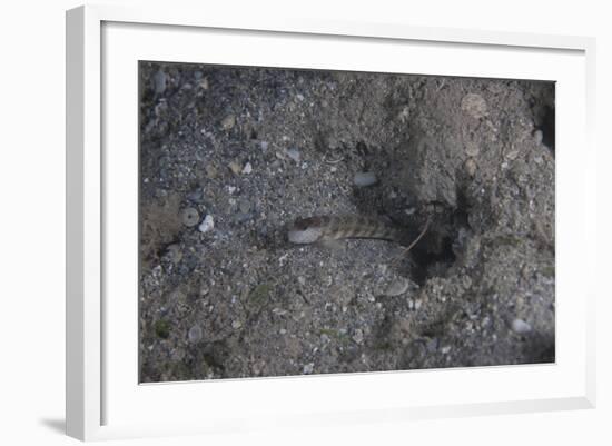 Shrimp Goby Stands Guard at the Entrance of its Hole, Fiji-Stocktrek Images-Framed Photographic Print