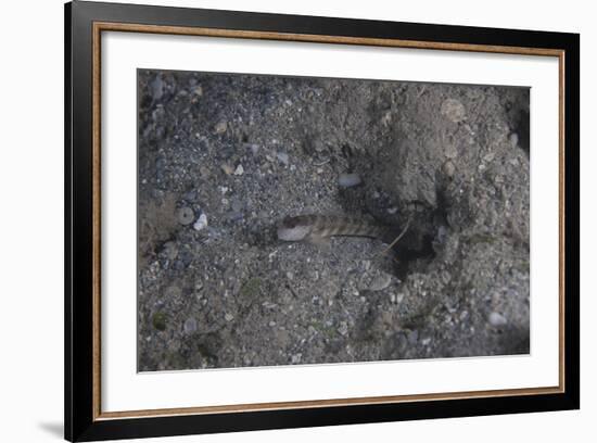 Shrimp Goby Stands Guard at the Entrance of its Hole, Fiji-Stocktrek Images-Framed Photographic Print