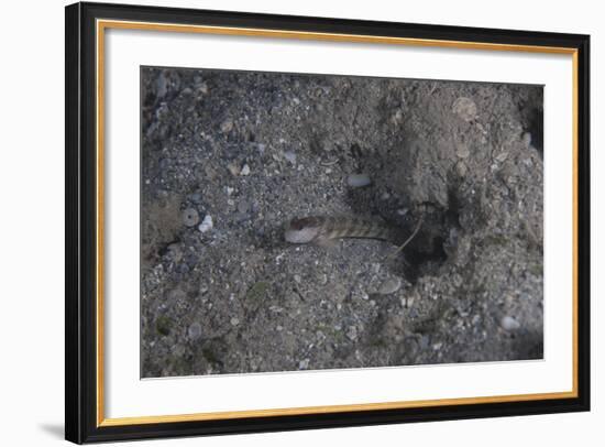 Shrimp Goby Stands Guard at the Entrance of its Hole, Fiji-Stocktrek Images-Framed Photographic Print