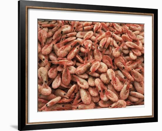 Shrimp-Bjorn Svensson-Framed Photographic Print