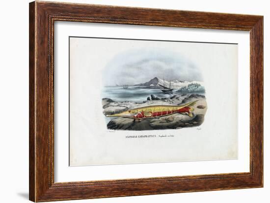 Shrimpfish, 1863-79-Raimundo Petraroja-Framed Giclee Print