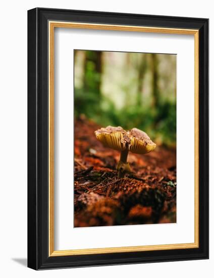 Shroom, Mushroom In The Wild, Redwood National Park-Vincent James-Framed Photographic Print