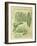 Shropshire Peas-Vintage Apple Collection-Framed Giclee Print