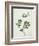 Shrubby Althaea , 19th Century-null-Framed Giclee Print