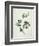 Shrubby Althaea , 19th Century-null-Framed Giclee Print