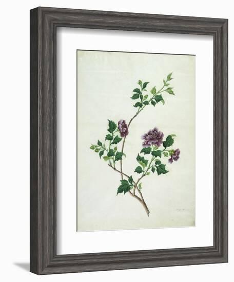 Shrubby Althaea , 19th Century-null-Framed Giclee Print