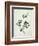 Shrubby Althaea , 19th Century-null-Framed Giclee Print