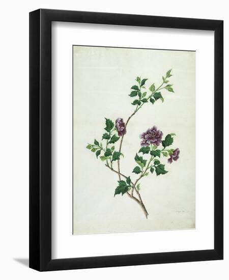 Shrubby Althaea , 19th Century-null-Framed Giclee Print