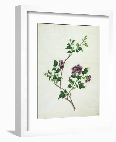 Shrubby Althaea , 19th Century-null-Framed Giclee Print