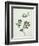 Shrubby Althaea , 19th Century-null-Framed Giclee Print