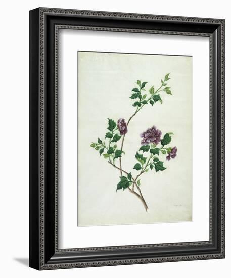 Shrubby Althaea , 19th Century-null-Framed Giclee Print