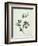 Shrubby Althaea , 19th Century-null-Framed Giclee Print