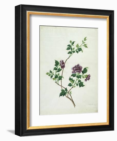 Shrubby Althaea , 19th Century-null-Framed Giclee Print